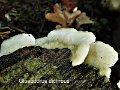 Gloeoporus dichrous-amf1238-1